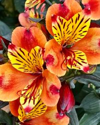 Alstroemeria