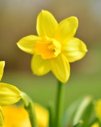 Daffodil