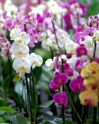Orchid