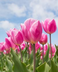 Tulip